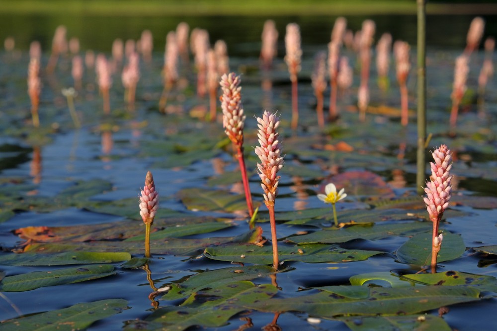 Abinieku sūrene Abinieku sūrene
