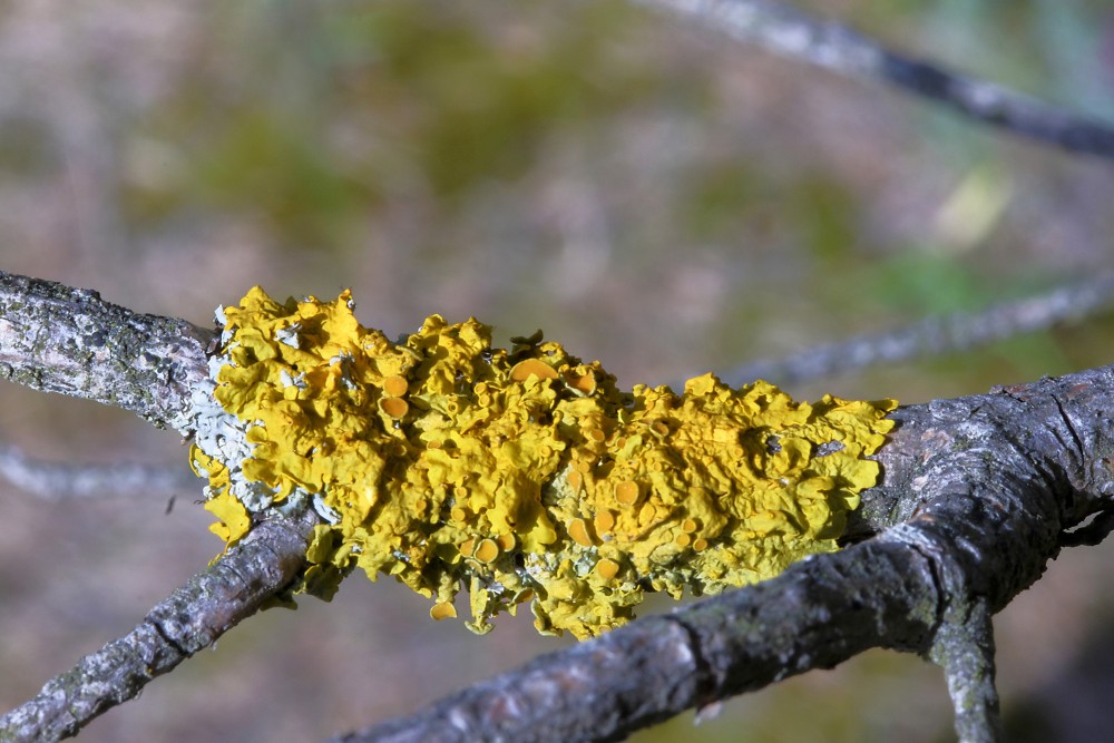 Dzeltenais kreves ķērpis