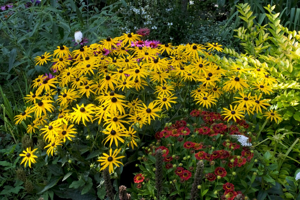 Perennial Bed