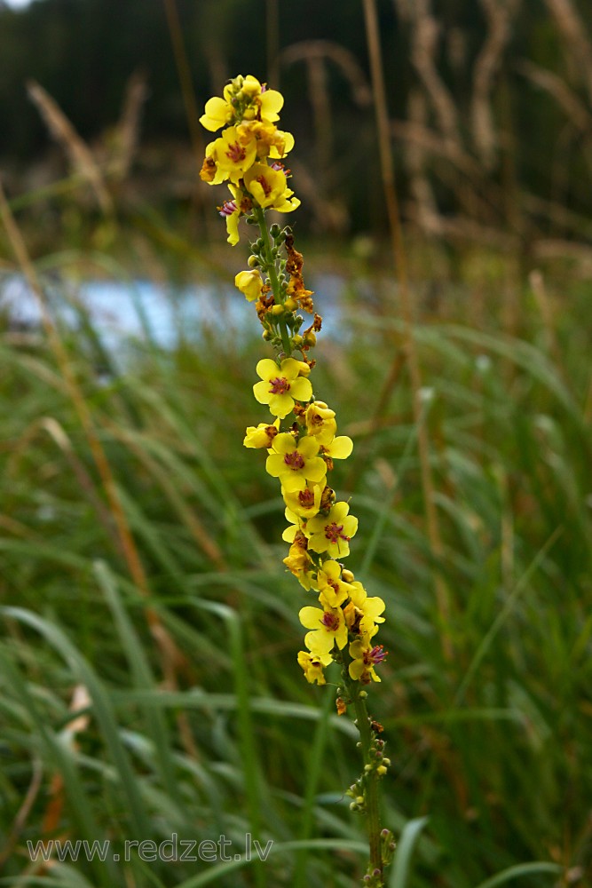 Black mullein