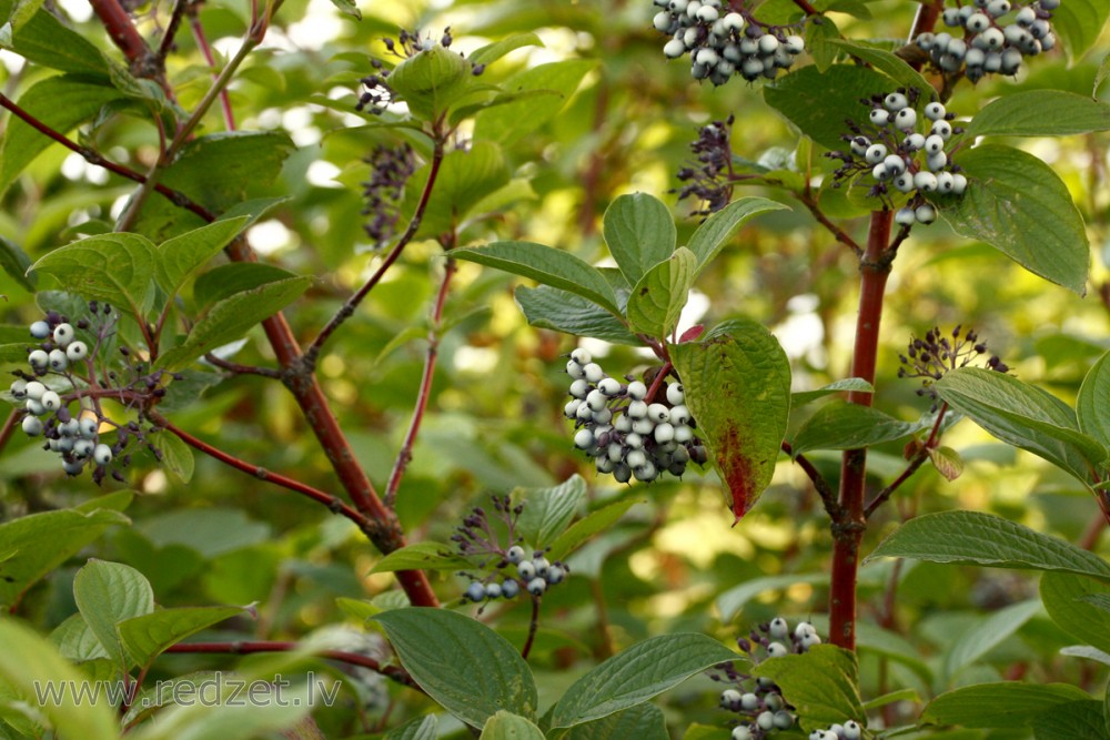 Baltais grimonis (Cornus alba)