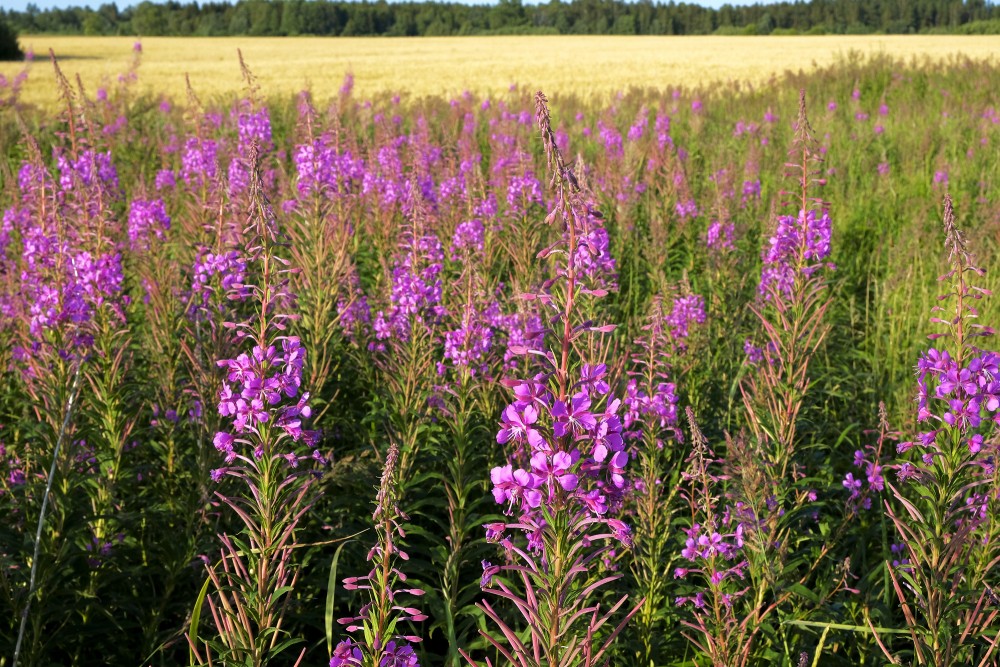 Šaurlapu ugunspuķes blakus labības laukam