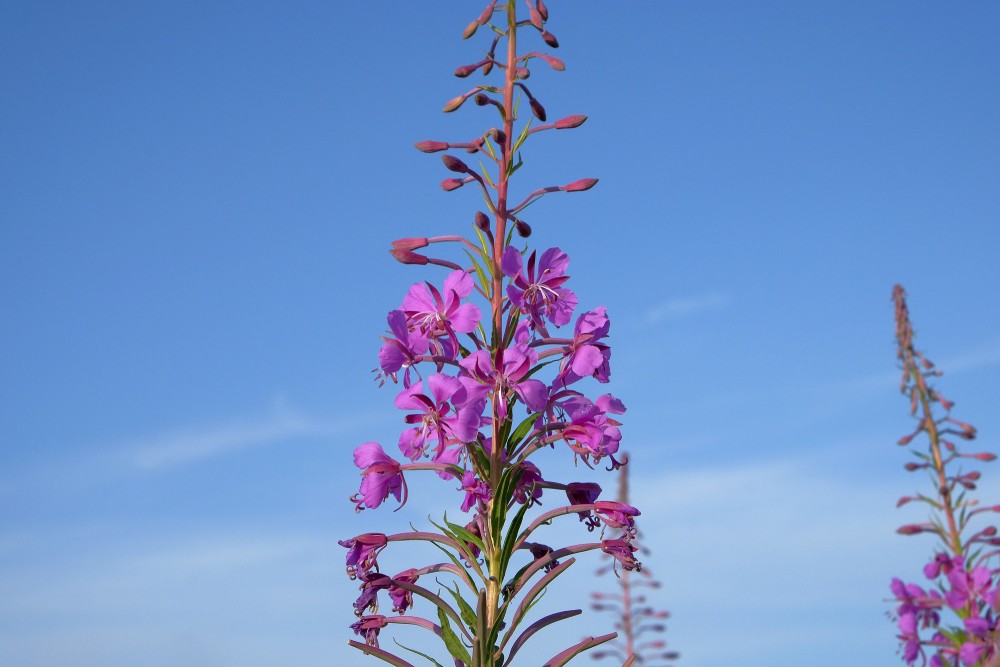 Šaurlapu ugunspuķes tuvplāns