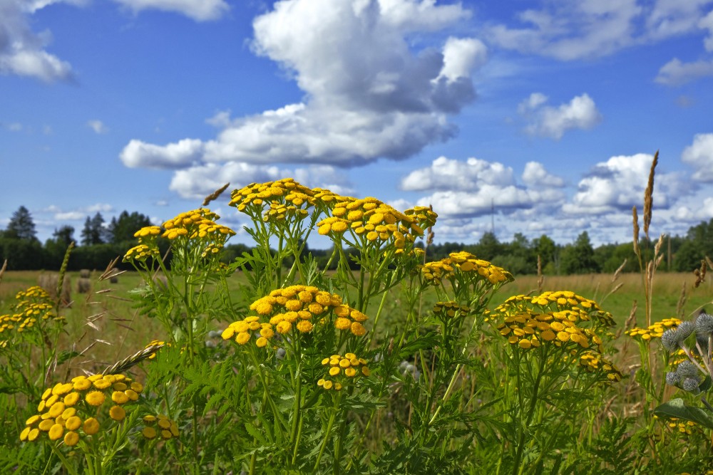 Biškrēsliņš mākoņu fonā