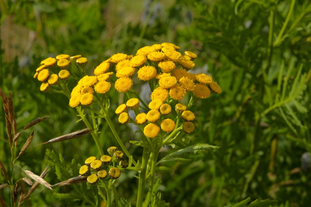 Parastais biškrēsliņš tuvplānā