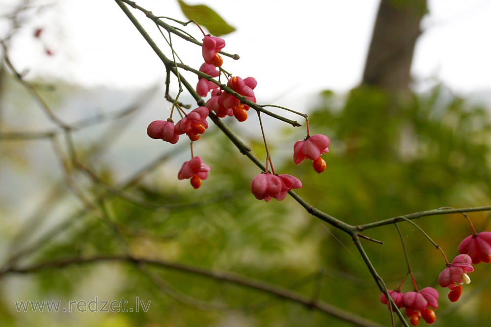 Eiropas segliņš (Euonymus europaea)