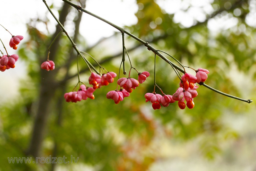 Eiropas segliņš (Euonymus europaea)