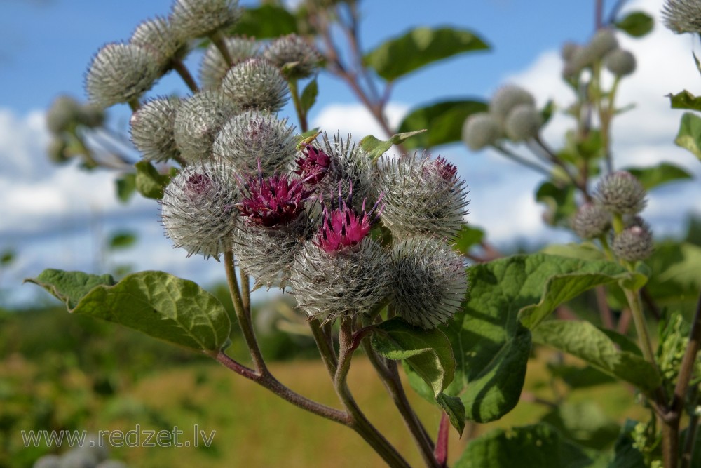 Woolly burdock