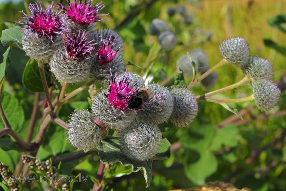 Woolly burdock