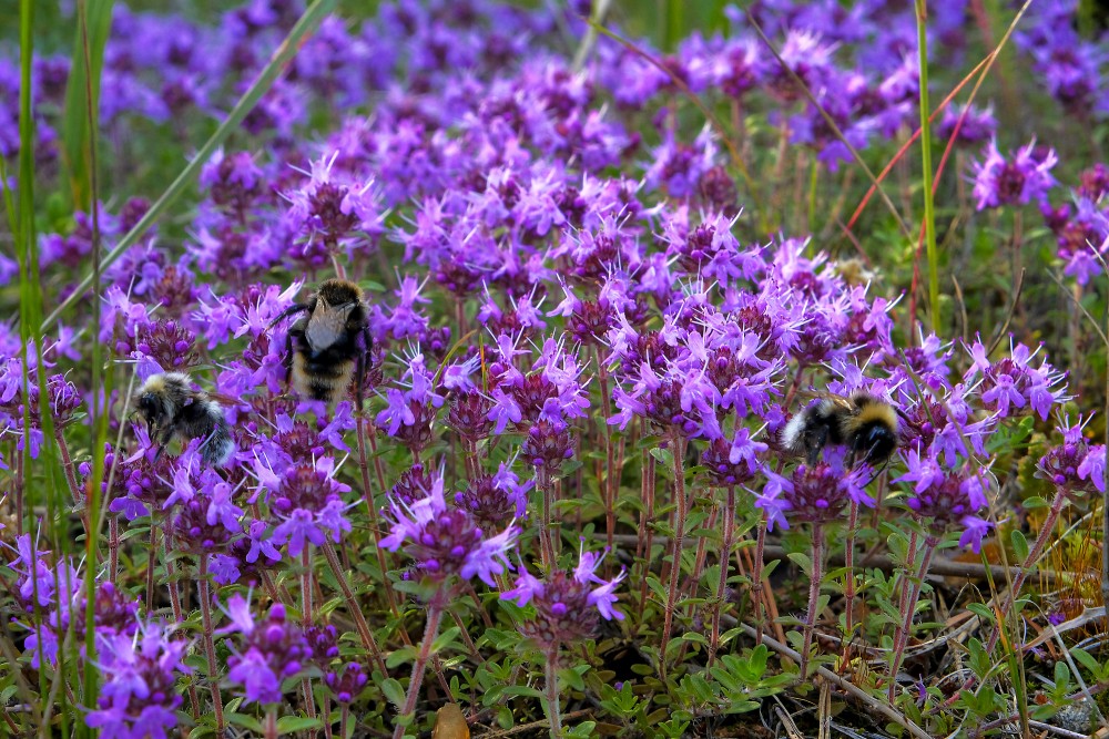 Mazais mārsils un zemes parazītkamenes