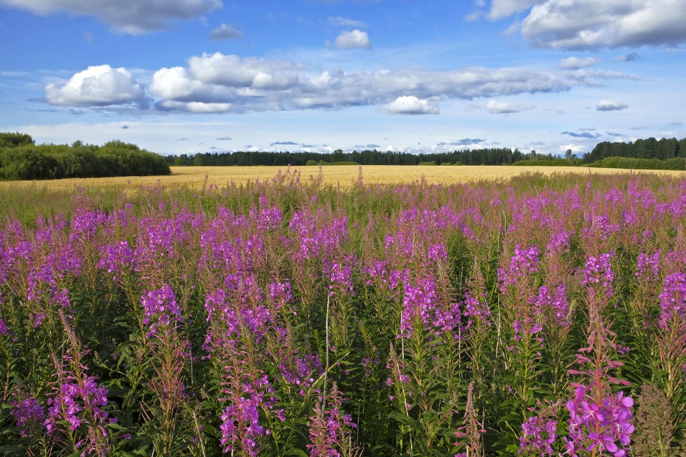 Ainava ar ugunspuķēm un labības lauku fonā