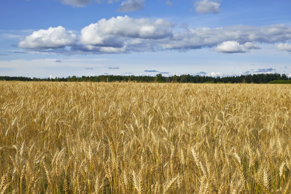 Ainava ar miežu lauku