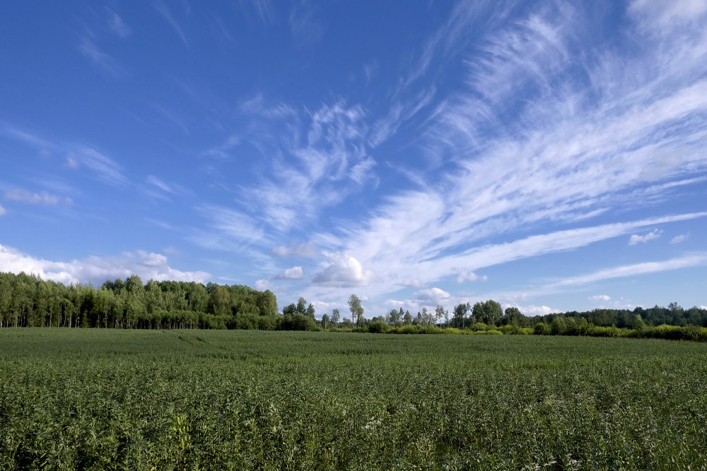 Field of Broad beans