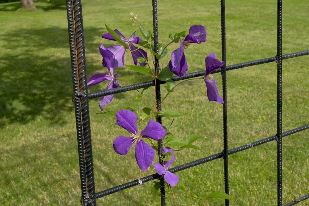 Clematis