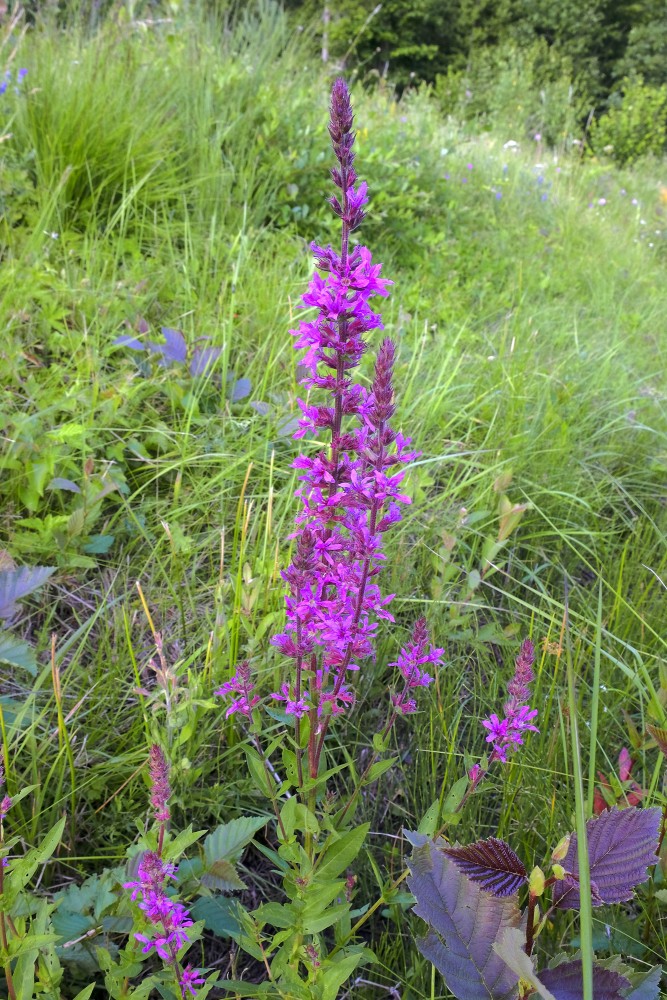 Purple loosestrife
