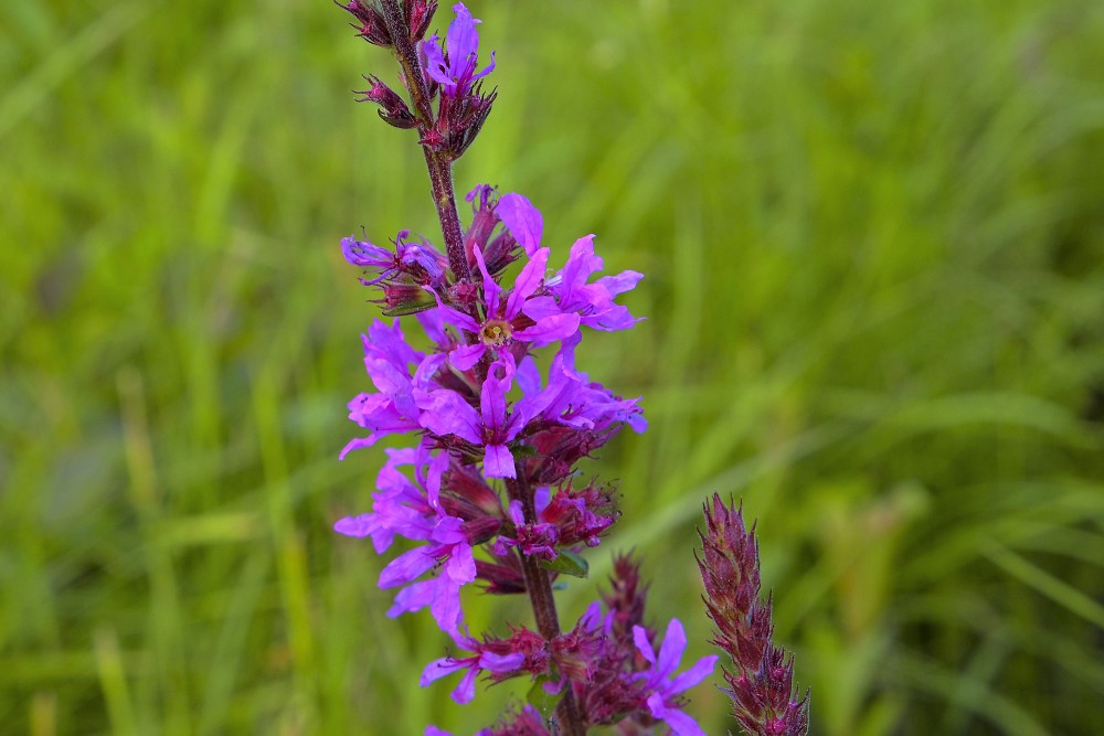 Close up of Purple Loosestrife