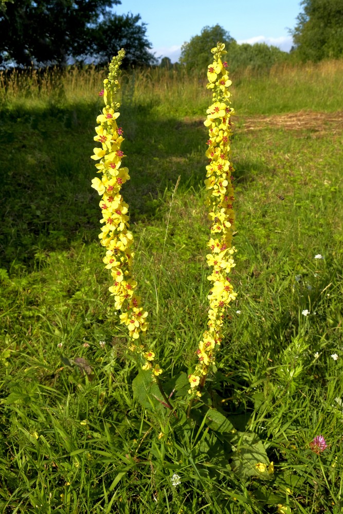 Melnais deviņvīruspēks