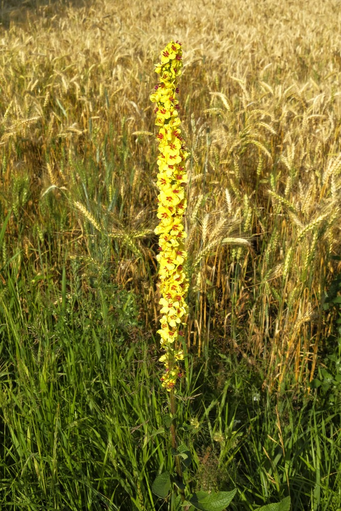 Melnais deviņvīruspēks