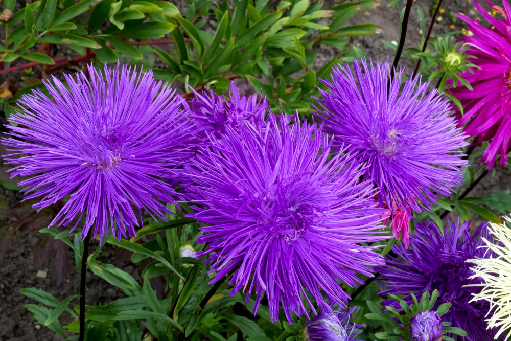 Violet China Asters