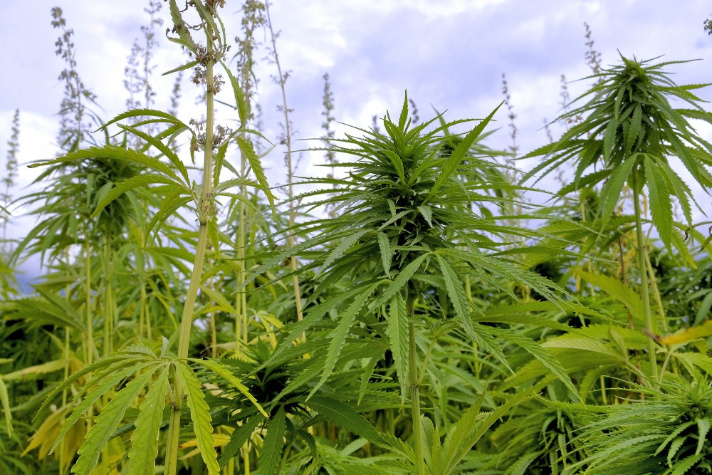 Sējas kaņepe (Cannabis sativa)