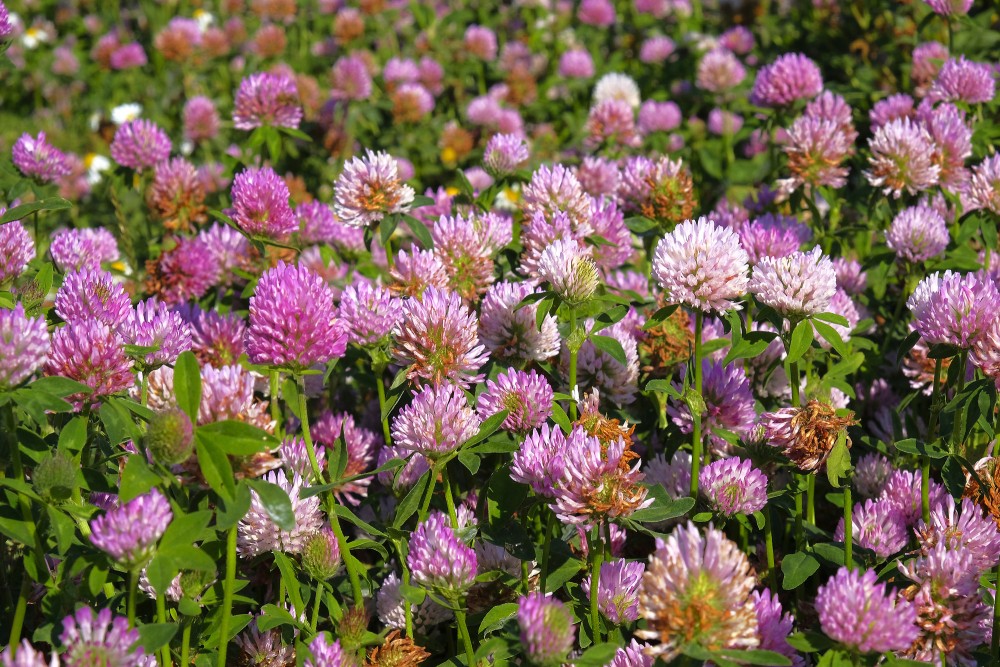 Pļavas āboliņš tuvplānā Pļavas āboliņš tuvplānā