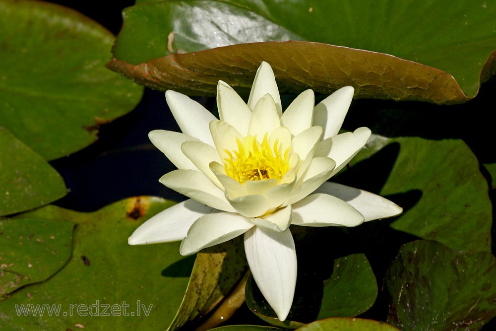 Water lily