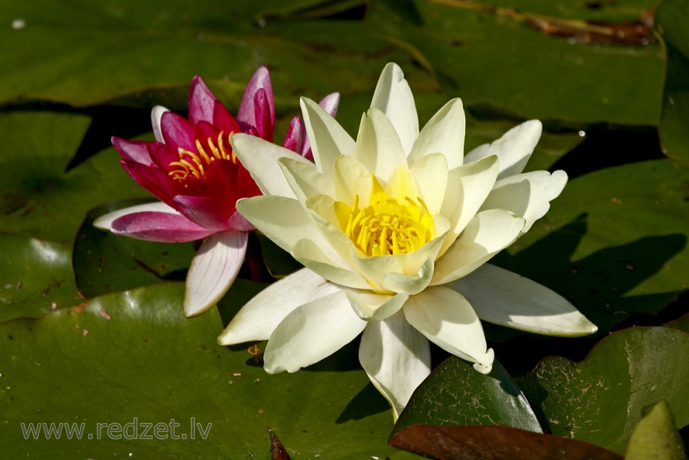 Water lily