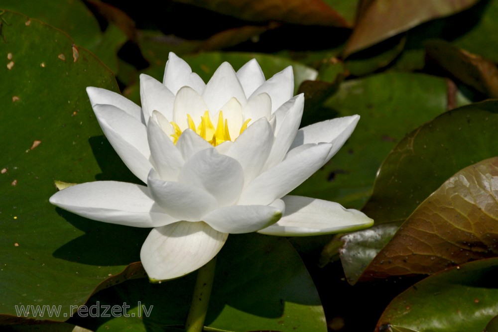 Water lily