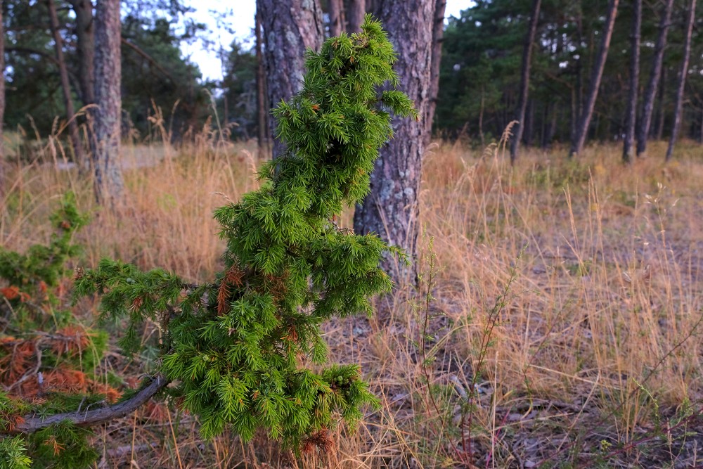 Common Juniper