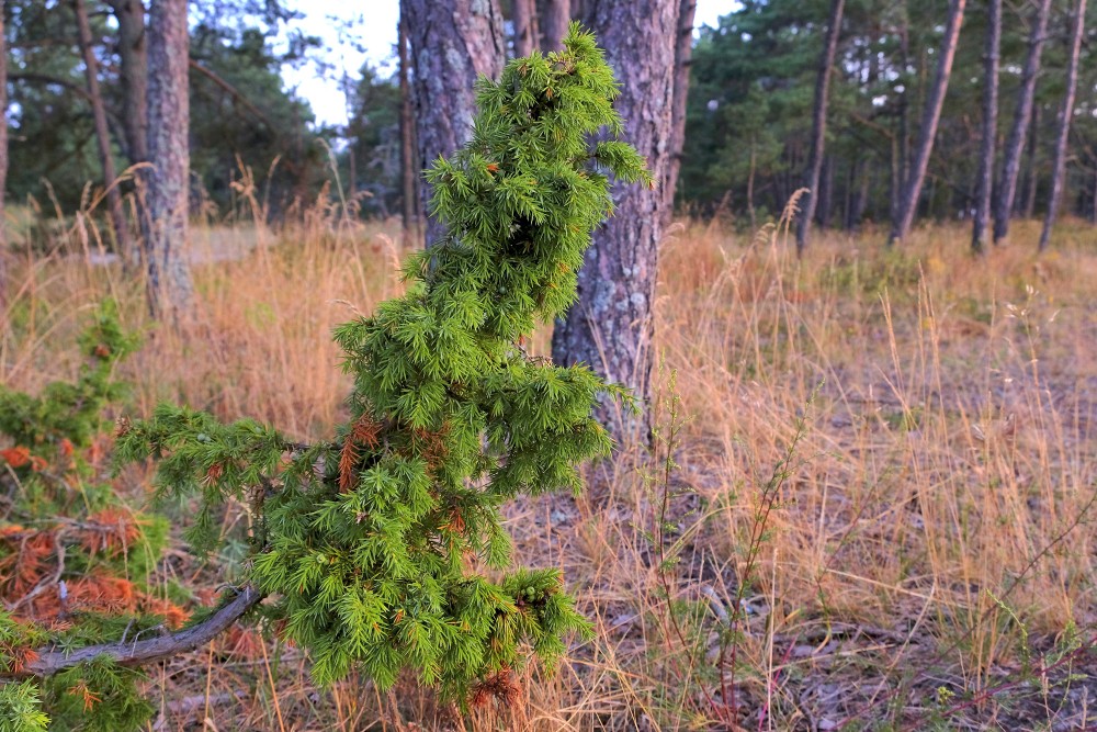 Kadiķis (Juniperus communis)