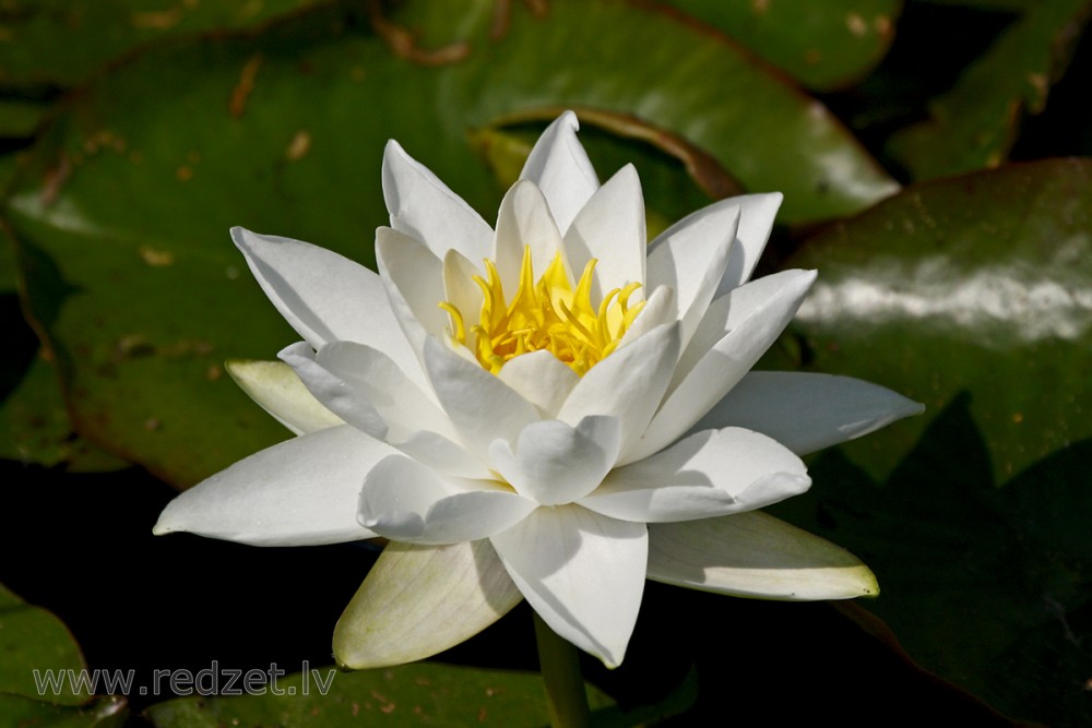 Water lily