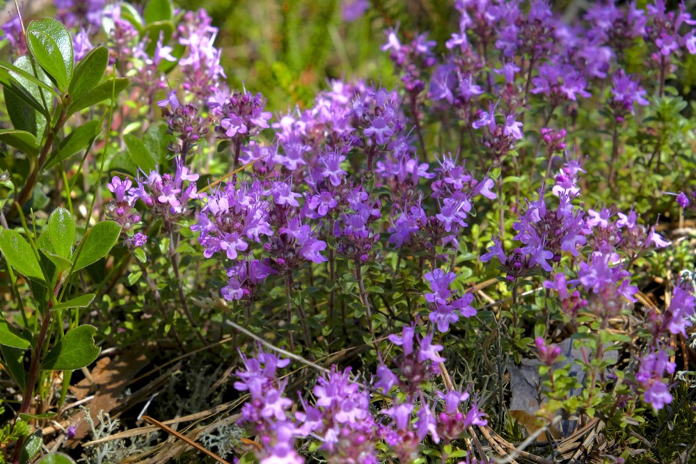 Mazais mārsils Mazais mārsils