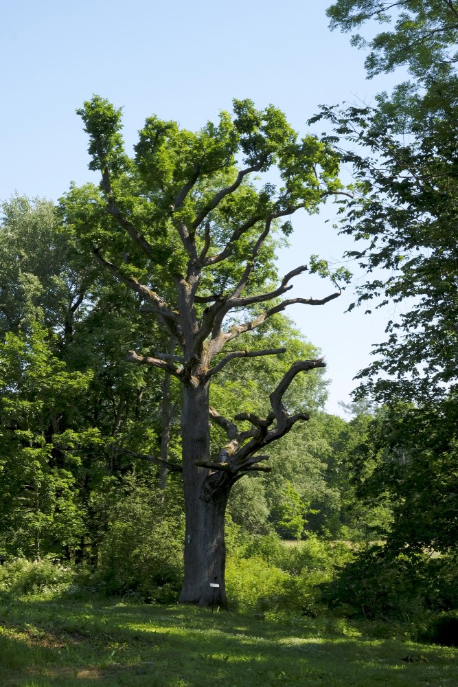 Oak in Preiļi Park