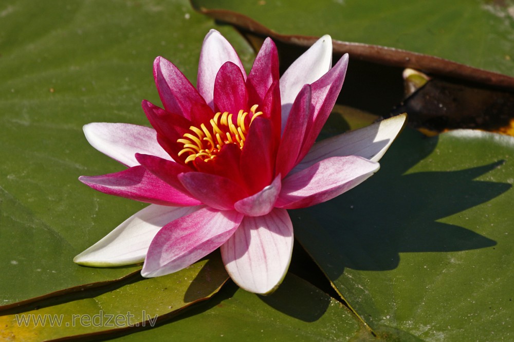 Water lily