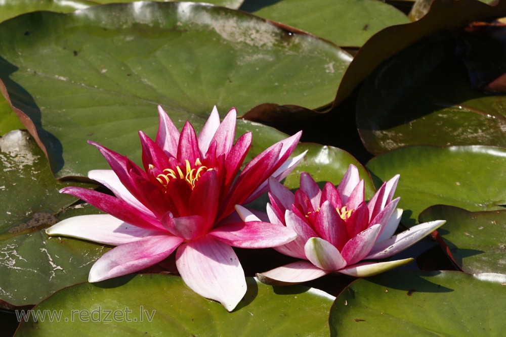 Water lily