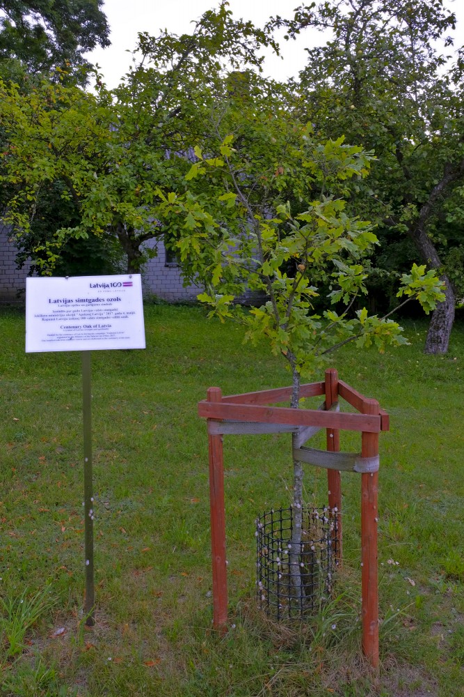 Centenary Oak of Latvia in Vaiņode