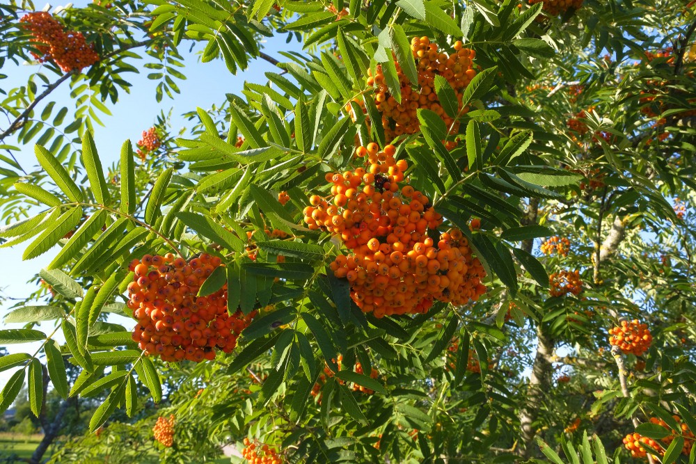 Rowan fruit