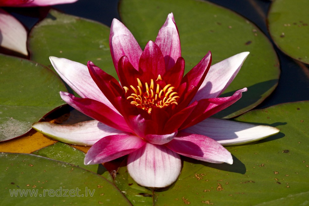 Water lily