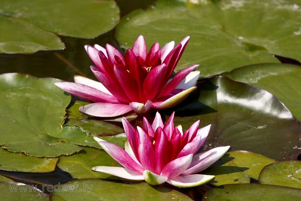 Water lily