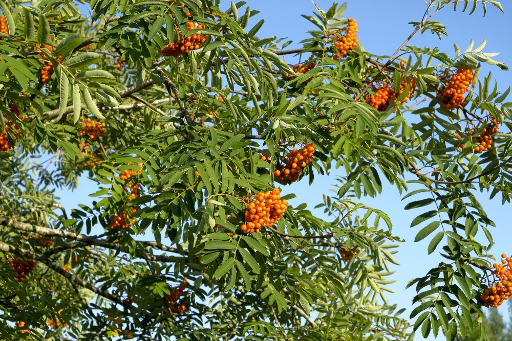 Rowan fruit