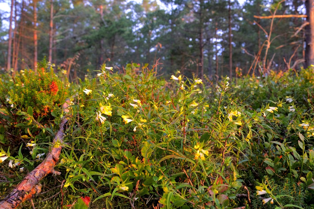 Pļavas nārbulis Pļavas nārbulis