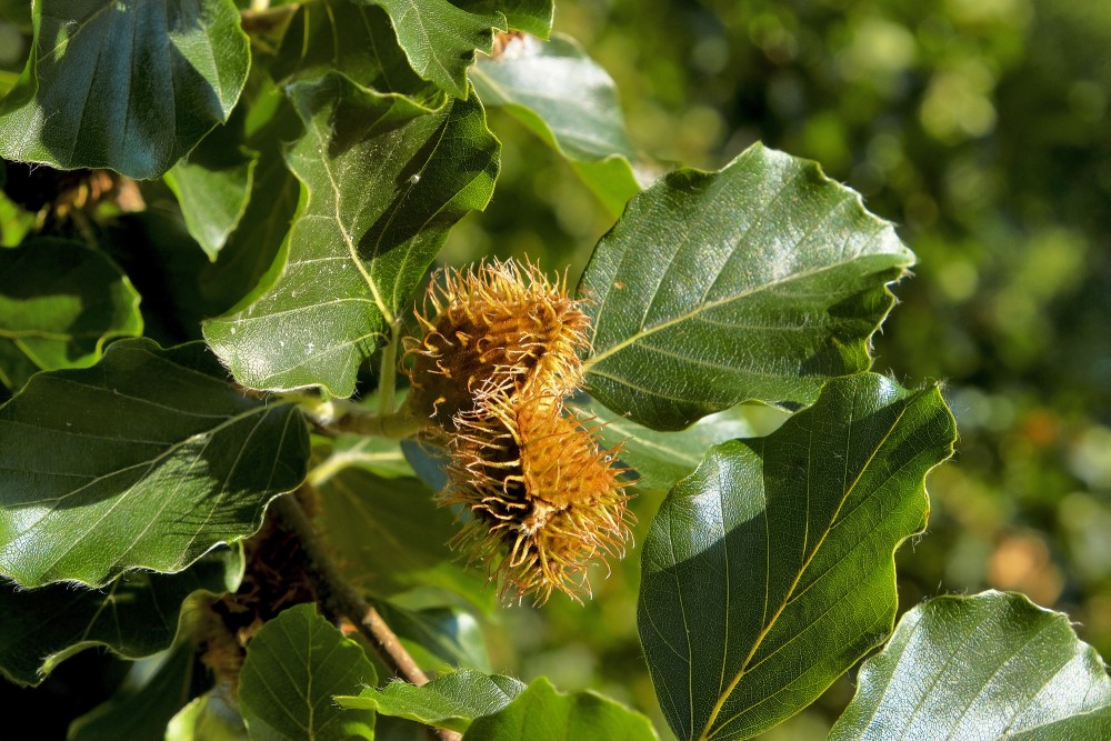 Dižskābārža augļi