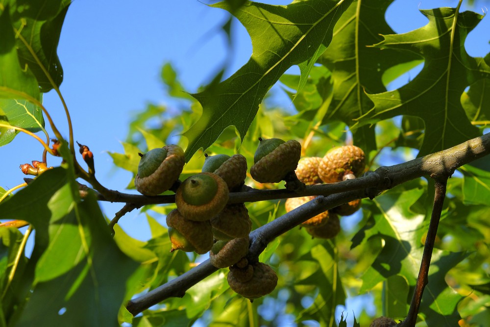 Red Oak Acorns