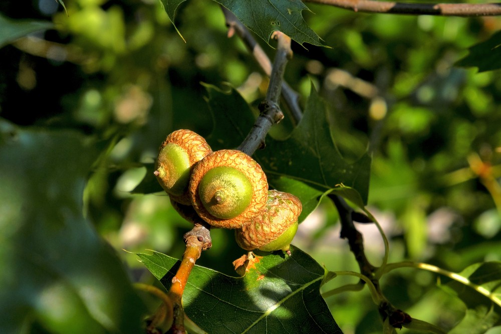 Red Oak Acorns