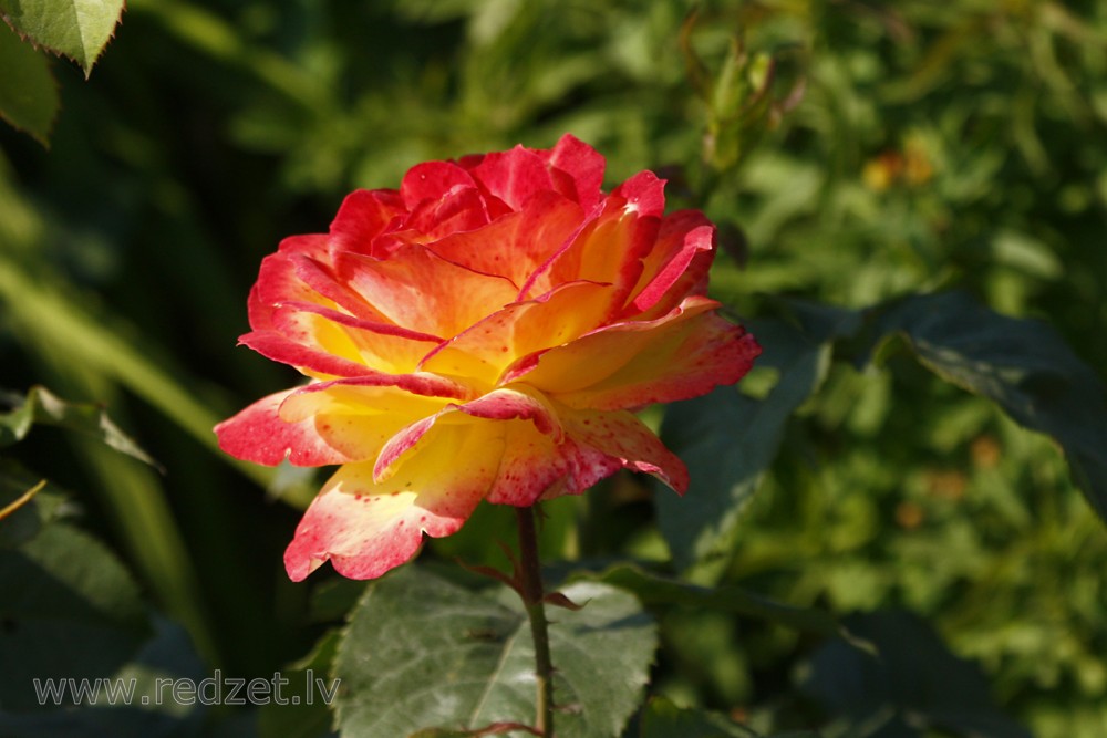 Roze