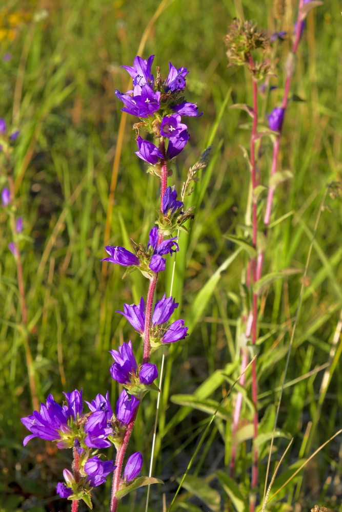 Kamolainā pulkstenīte Kamolainā pulkstenīte