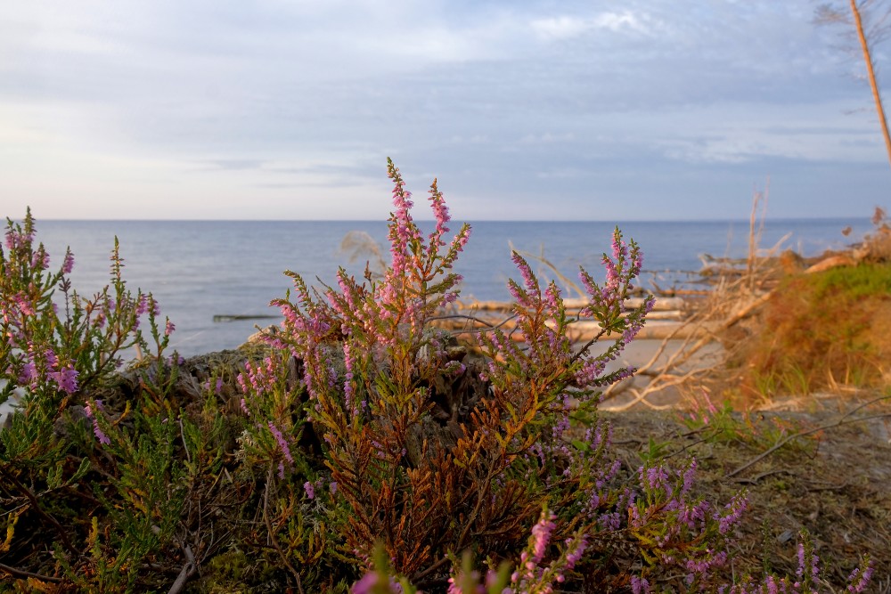 Heather by the Sea