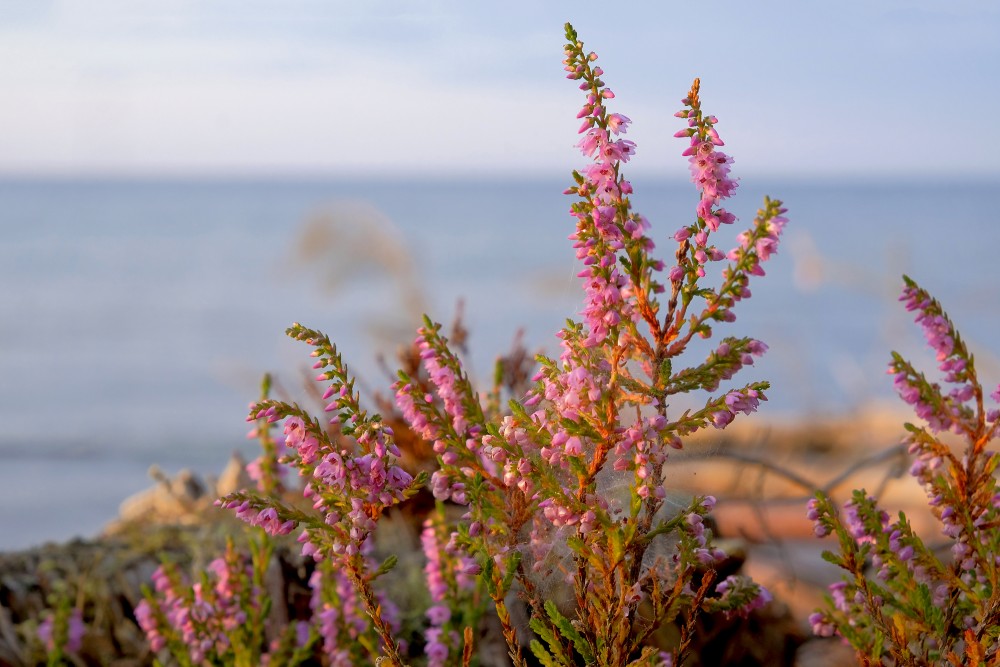 Close-up of Heather