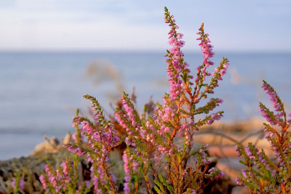 Sila virša tuvplāns