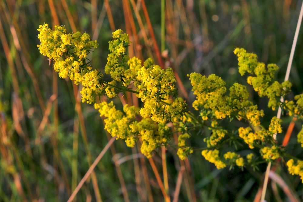 Īstā madara Īstā madara